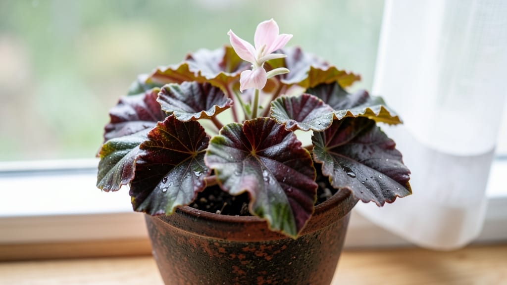 Heart-Shaped Leaf Plant Identification: 9 Common Plants With Stunning Foliage