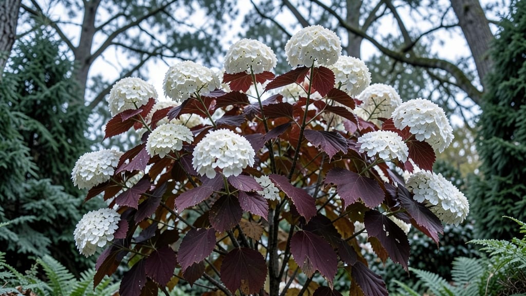 Oakleaf Hydrangea 'Snowflake'